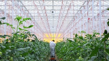 La importancia de la ventilación en invernaderos hortícolas
